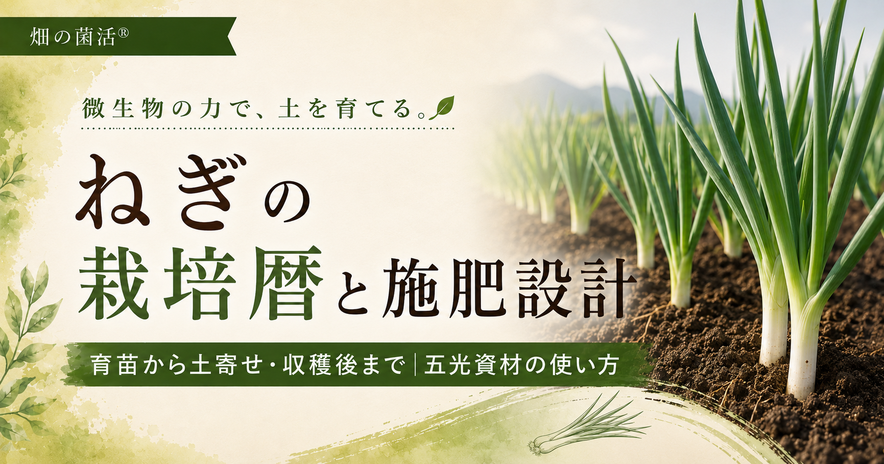 ねぎの育苗、定植前の土づくり、土寄せ、収穫後までの施肥設計と五光資材の使い方を解説する記事