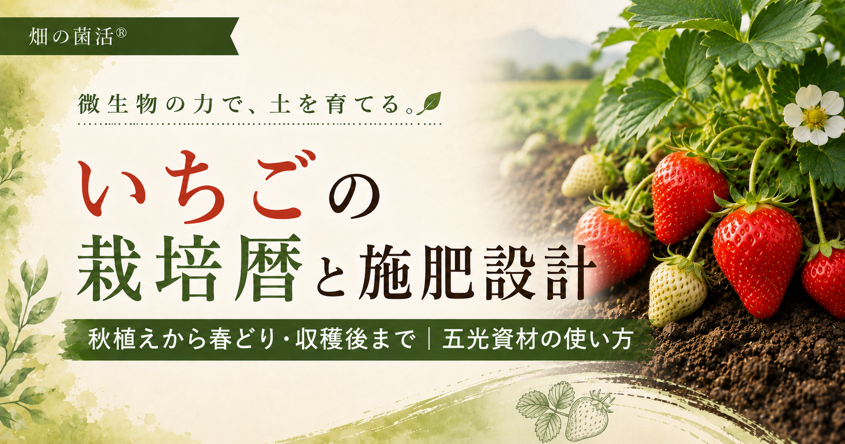 いちごの秋の定植前から越冬後の管理、春の収穫、収穫後までの施肥設計と五光資材の使い方を解説する記事