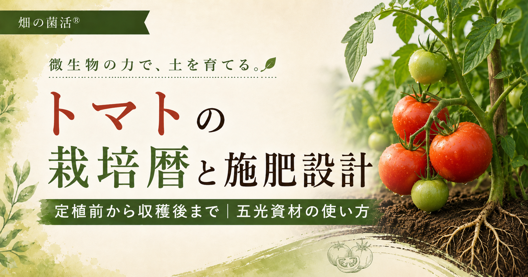 トマトの定植前から生育中の管理、収穫後までの施肥設計と五光資材の使い方を解説する記事