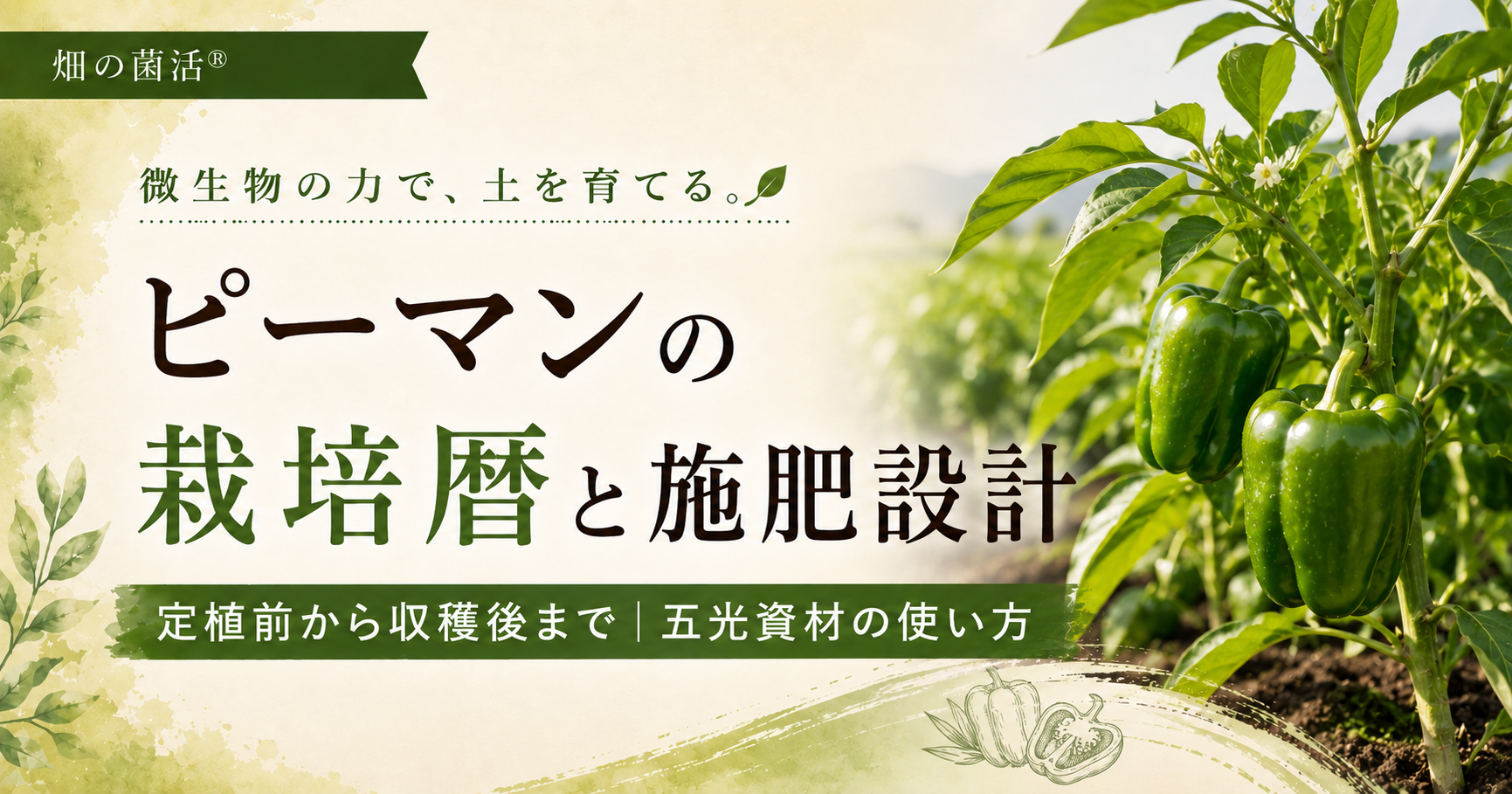 ピーマンの定植前から生育中の葉面散布、収穫後までの施肥設計と五光資材の使い方を解説する記事