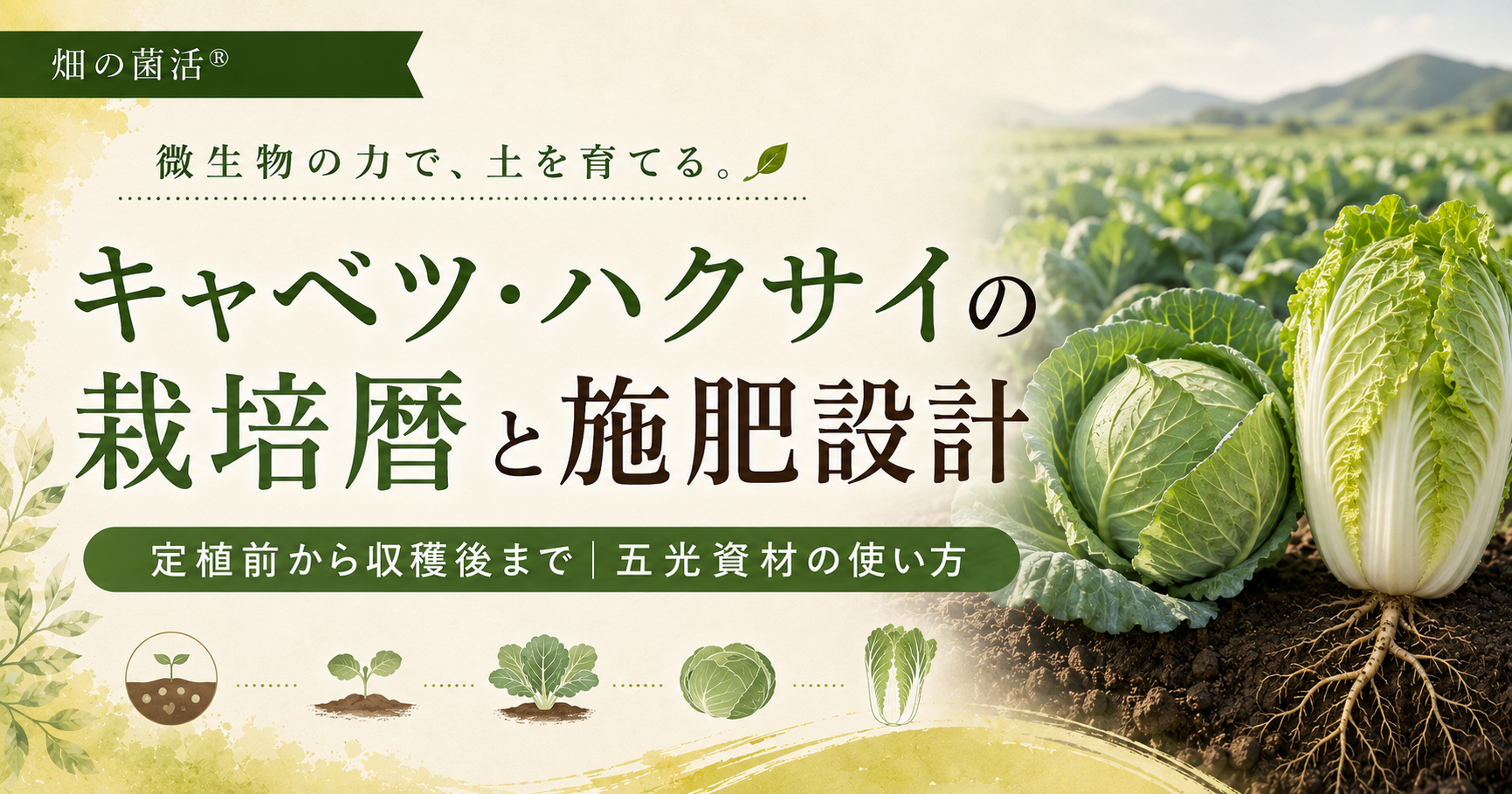 キャベツとハクサイの定植前から生育中、収穫後までの施肥設計と五光資材の使い方を解説する記事